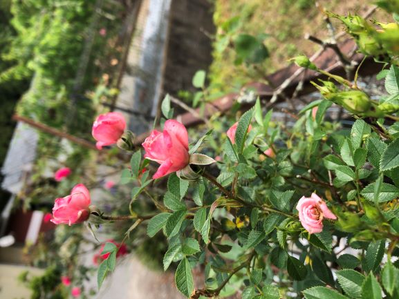ホーリーバジルの葉が8枚葉になりました ホーリーバジル都城 Holybasil オオヤトゥルシー 宮崎産 自然栽培