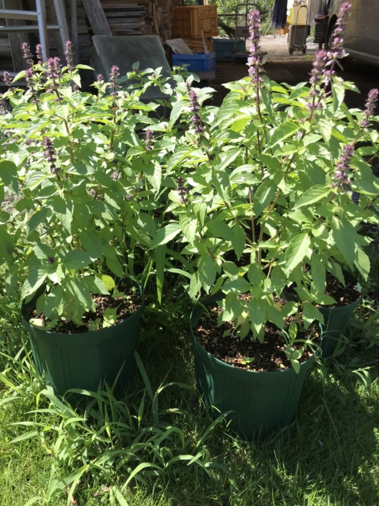 21年ホーリーバジル苗の出荷最終お申込み受付中 ホーリーバジル都城 Holybasil オオヤトゥルシー 宮崎産 自然栽培